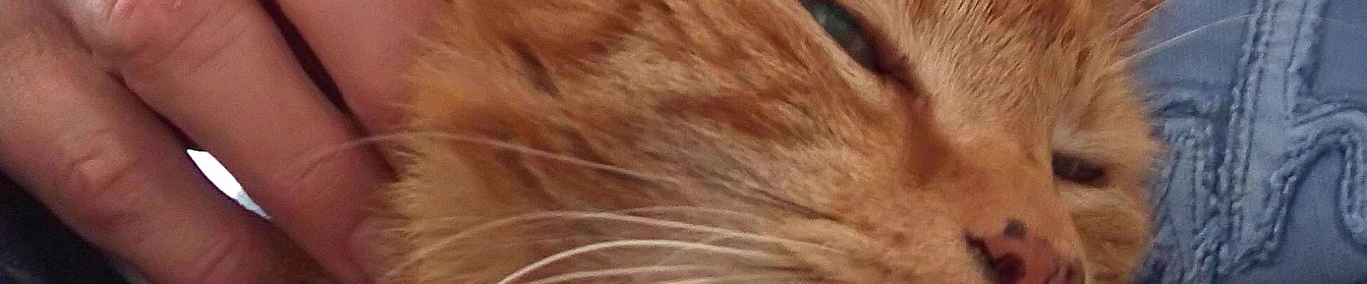 Klicken um die Schaltflächen oben zu zeigen oder zu verbergen