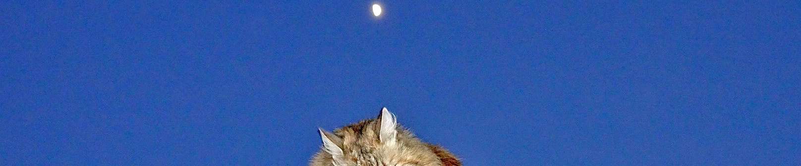 Klicken um die Schaltflächen oben zu zeigen oder zu verbergen