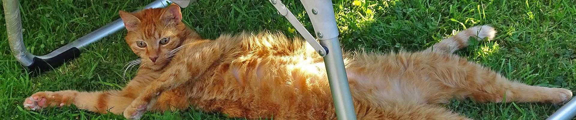 Klicken um die Schaltflächen oben zu zeigen oder zu verbergen