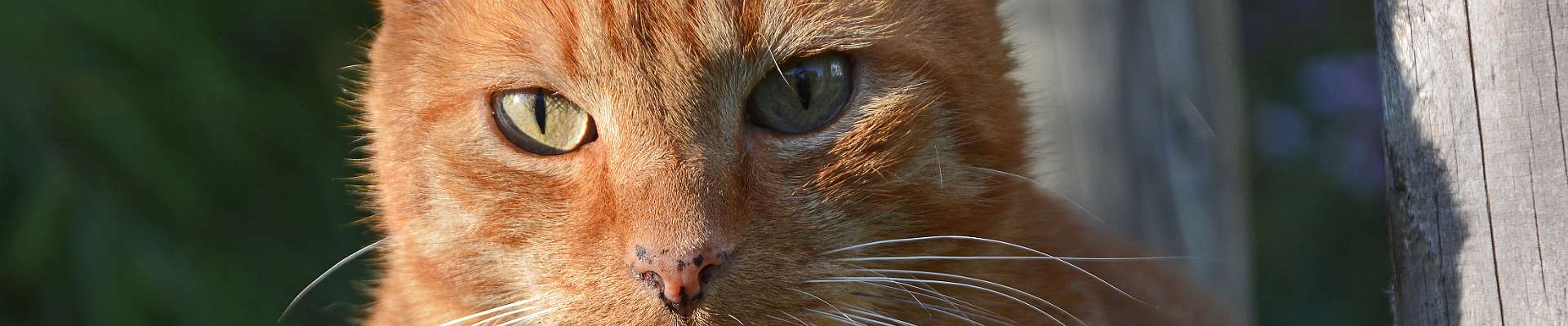 Klicken um die Schaltflächen oben zu zeigen oder zu verbergen
