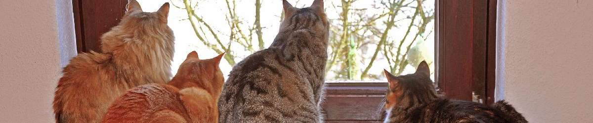 Klicken um die Schaltflächen oben zu zeigen oder zu verbergen