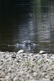 51: 1D51_8113_1920