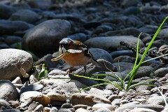59: 1D51_8126_1920