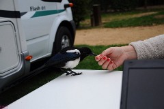 13: 1_DSC_1120_w1200