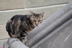 29: 1_DSC_1390_w1200