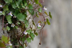 35: 1_DSC_3998_lores