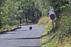 90: 1chienDSC_8833_1920