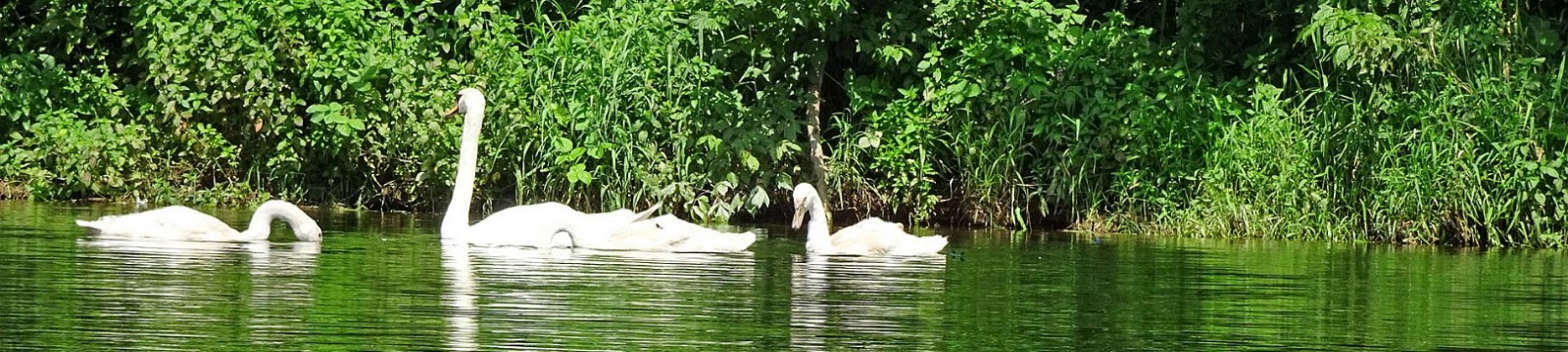 Dordogne Kajaks Souillac_Carsac 22km