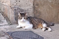 40: 120250717_191545_1920_s