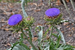 10: 1D52_2173_1920_s