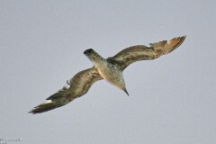 44: 1D52_2084_1920_s