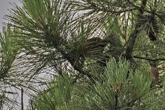 46: 1D52_2094_1920_s