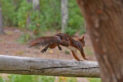 49: 1D52_2101_1920_s