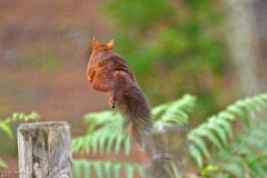 50: 1D52_2107_1920_s