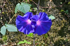 27: 1D52_1776_1920_s