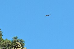 31: 1D52_1935_1920_s