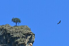 32: 1D52_1936_1920_s