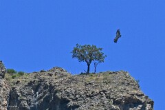 33: 1D52_1937_1920_s