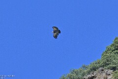 34: 1D52_1940_1600_s