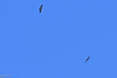 41: 1D52_1971_1920_s