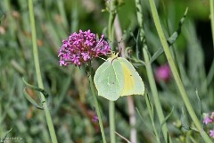 43: 1D52_1975_1920_s