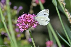 44: 1D52_1984_1920_s