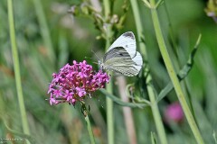 45: 1D52_1988_1920_s