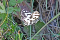 46: 1D52_1990_1920_s