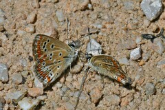 47: 1D52_1997_1920_s