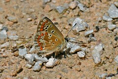 49: 1D52_2009_1920_s