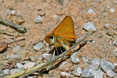 50: 1D52_2012_1920_s