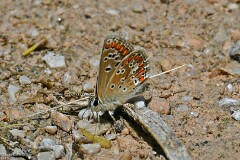 51: 1D52_2013_1920_s