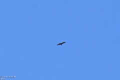 55: 1D52_2019_1920_s