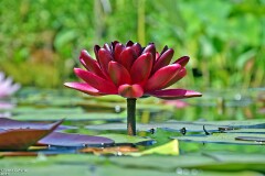 17: 1D52_0839_1920_s