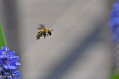 19: 1D52_0867_1920_s