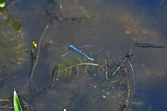 25: 1D52_0891_1920_s