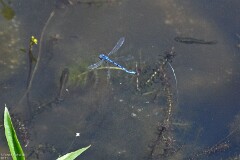 26: 1D52_0892_1920_s