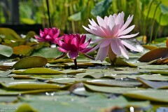 30: 1D52_0927_1920_s