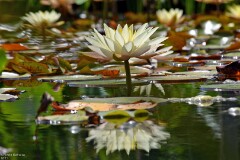 32: 1D52_0941_1920_s