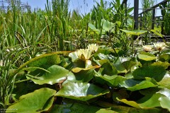 33: 1D52_0943_1920_s