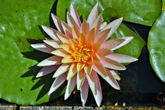 34: 1D52_0945_1920_s