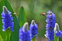 36: 1D52_0956_1920_s