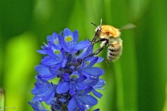 38: 1D52_0979_1920_s