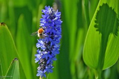 39: 1D52_0984_1920_s