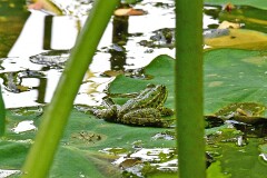 62: 1D52_1054_1920_s