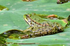 63: 1D52_1058_1920_s