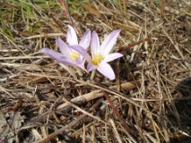 37: 1_DSC01006_lores