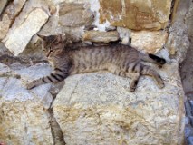 39: 1_DSC01016_lores