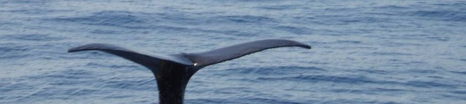 Whalewatching in Imperia