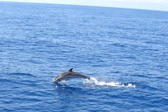 2: dolfin1